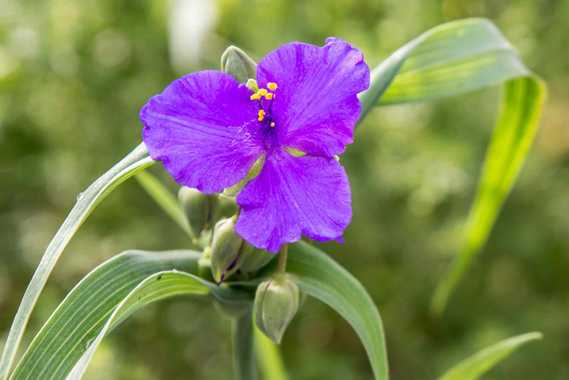 Purple Spiderwort Flower Seeds for Planting – Heirloom Non-GMO Garden Seeds