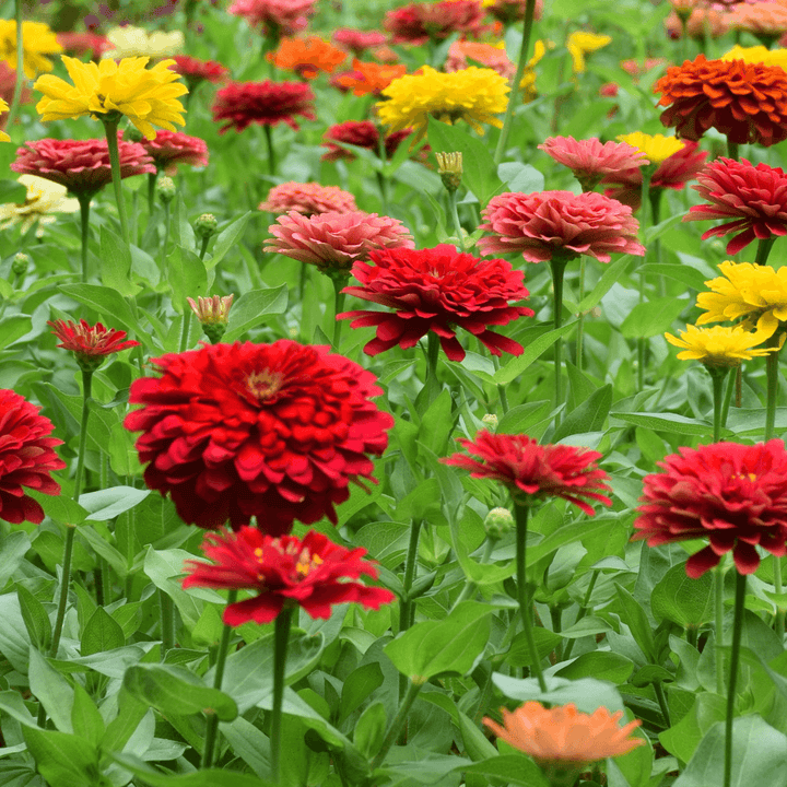 California Giant flower seeds