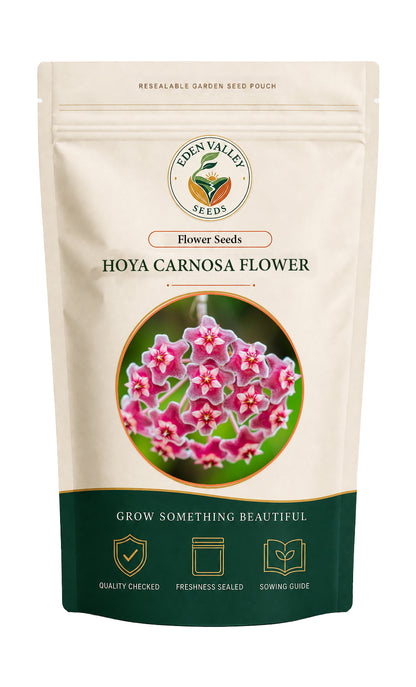 Hoya Carnosa Flower Seeds for home gardens