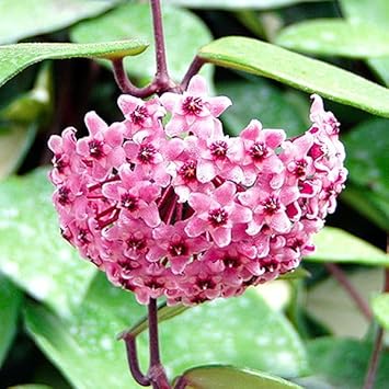 Hoya Carnosa Flower Cluster in Indoor Gard