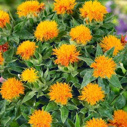 Safflower flower seeds