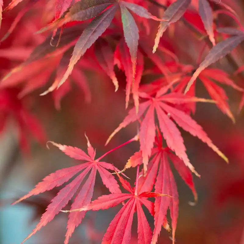 Maroon Suminagashi flower seeds