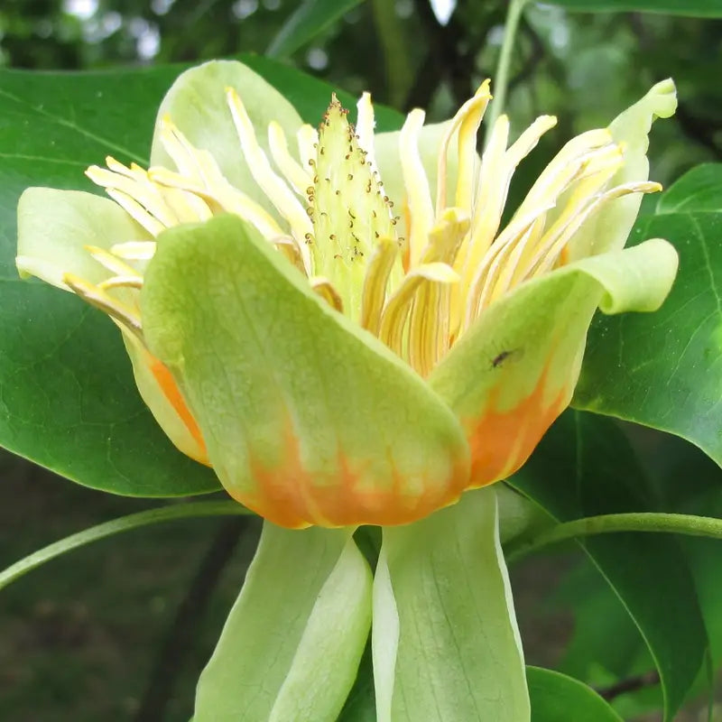 Liriodendron flower seeds