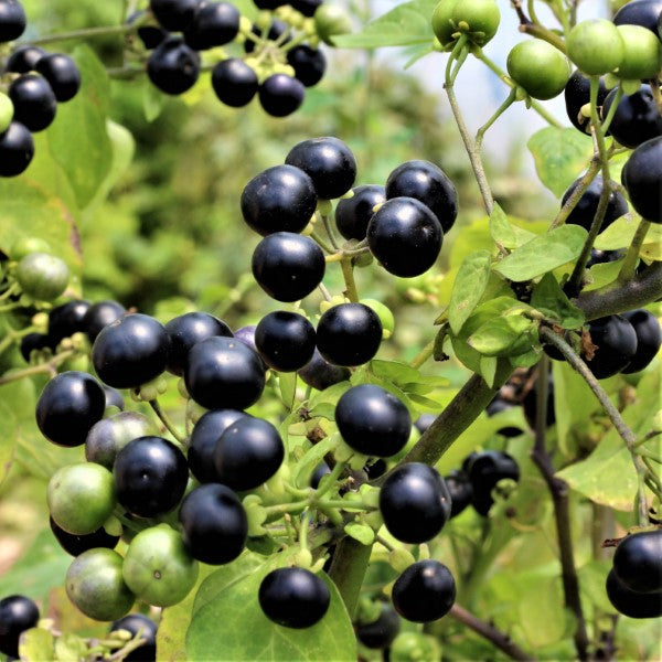 Huckleberry fruit seeds for planting – heirloom berry garden variety