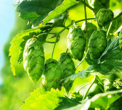 Common Hops Seeds