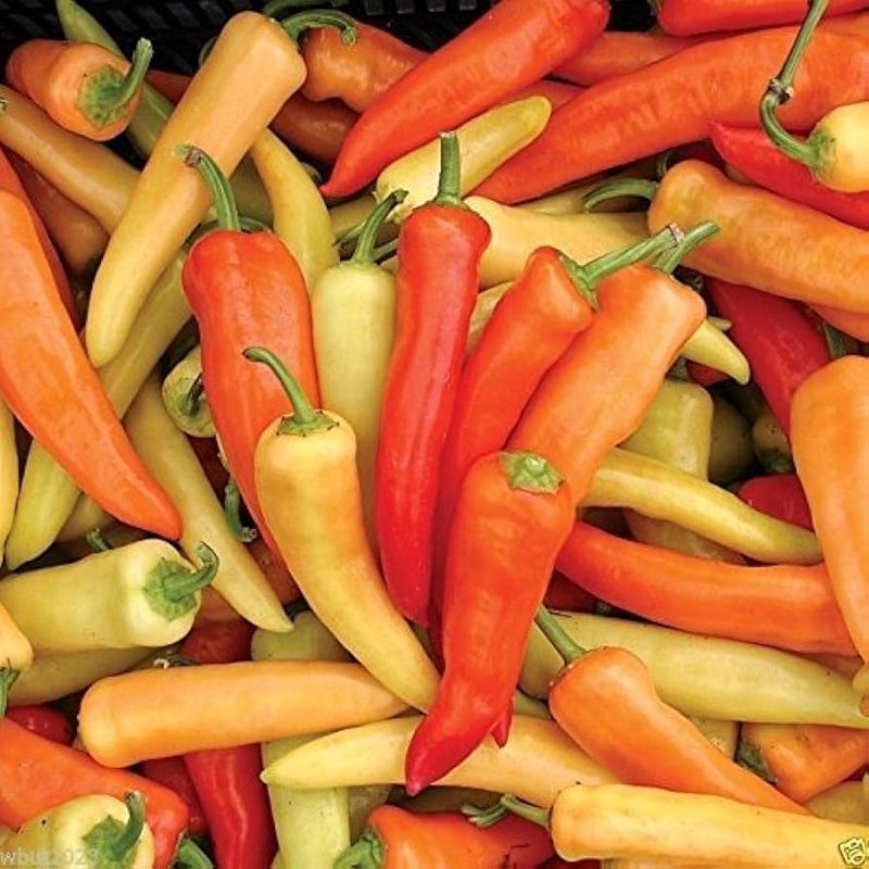 Hungarian Pepper Vegetable Seeds for Planting – Heirloom Non-GMO Garden Seeds