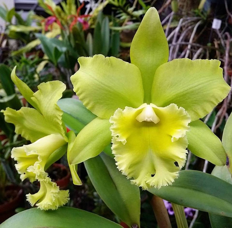 Green Cattleya flower seeds