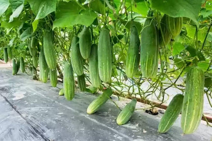 Prestige F1 Cucumber Seeds for Planting – Heirloom Non-GMO Garden Seeds