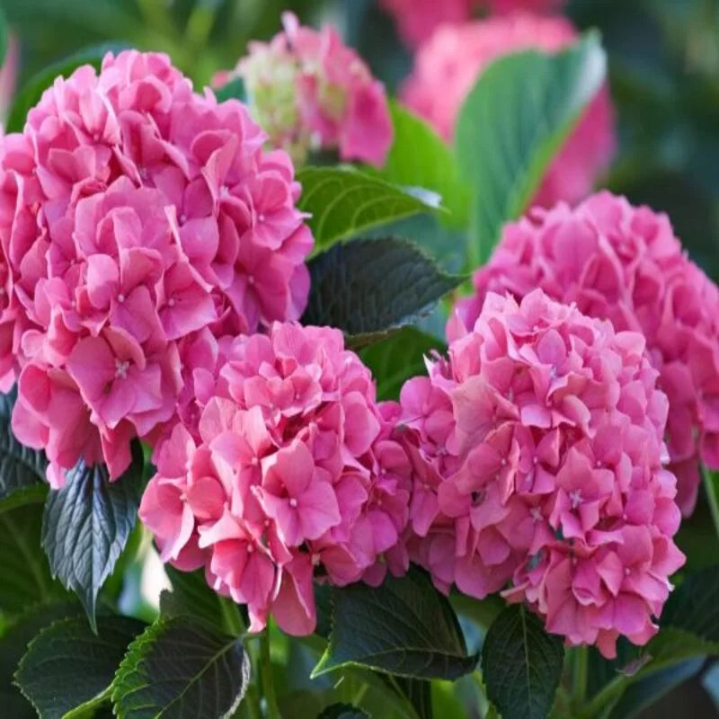 Deep Pink flower seeds
