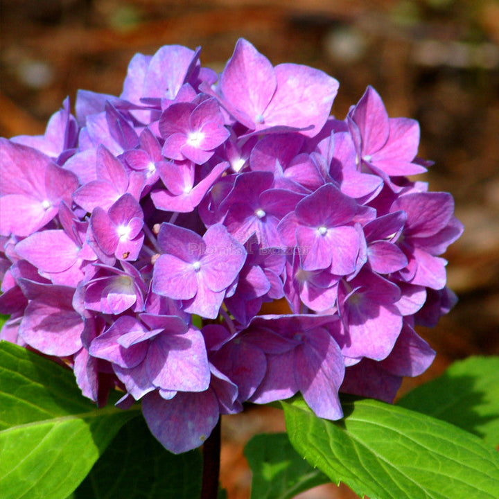 Lavender Hydrangea flower seeds