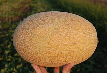 Melone Amal F2 Hybrid Melon Seeds – Premium Hybrid Melon Seeds