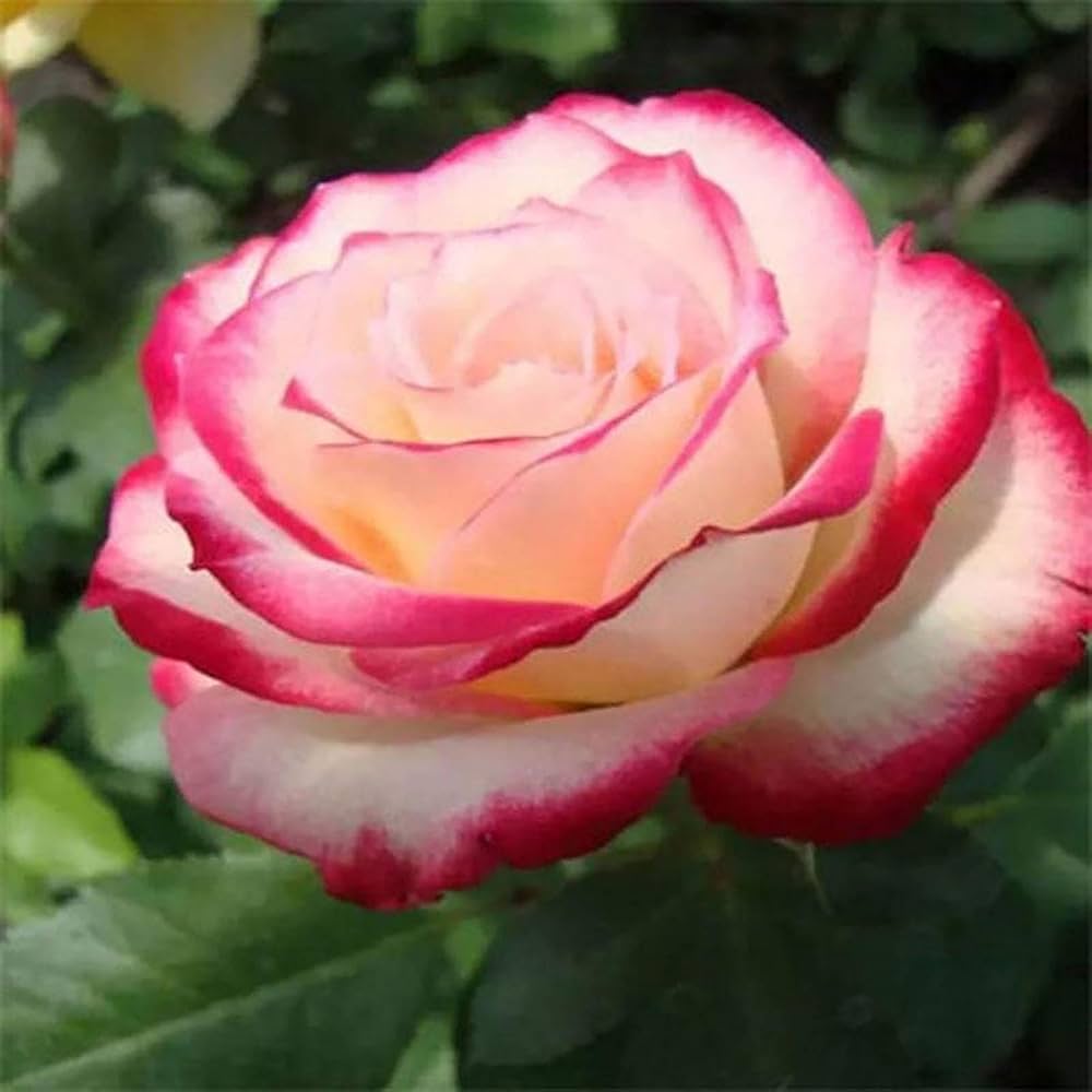 Double Delight flower seeds