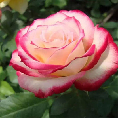 Double Delight flower seeds