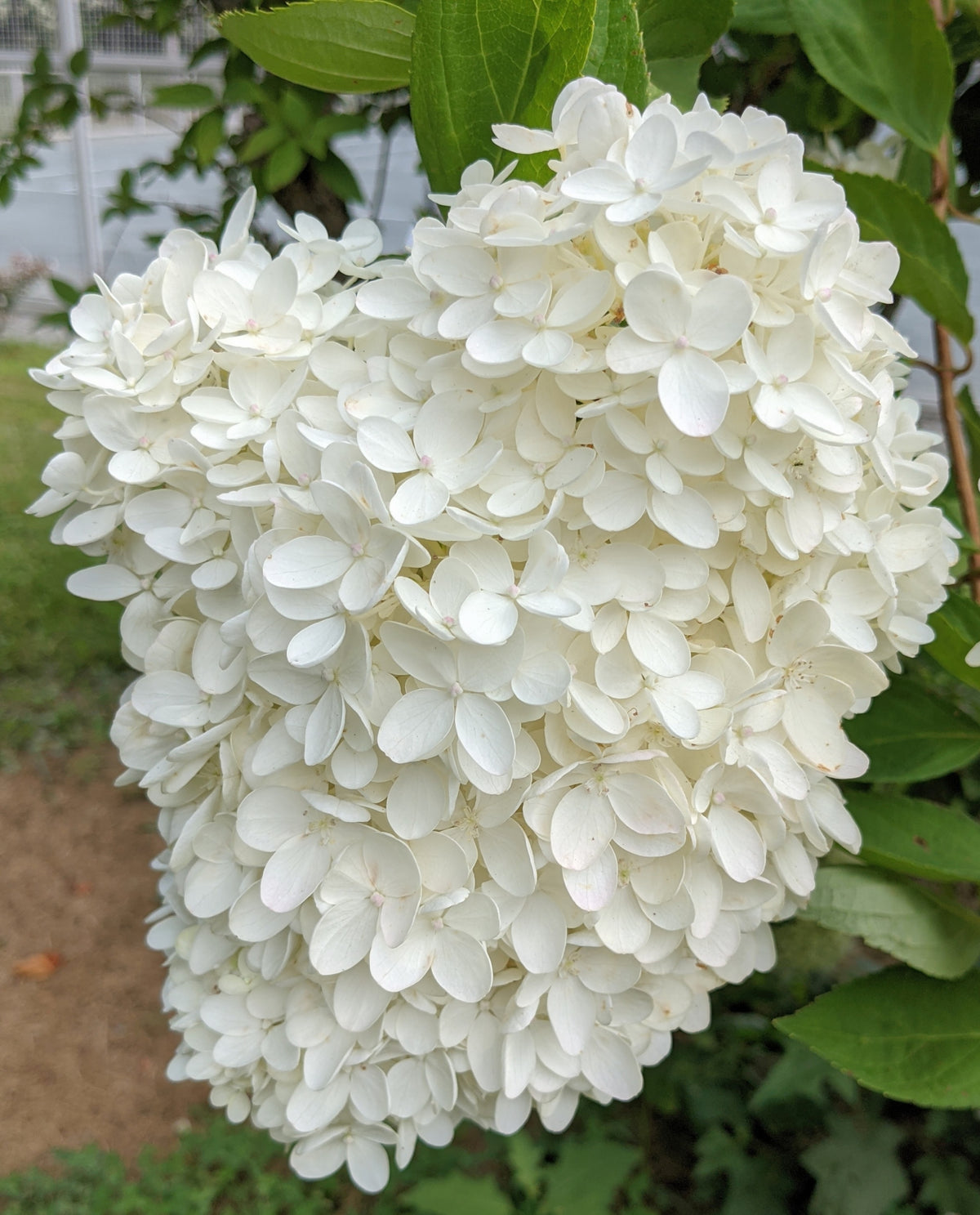 White Hydrangea Flower Seeds for Planting and Garden Growing