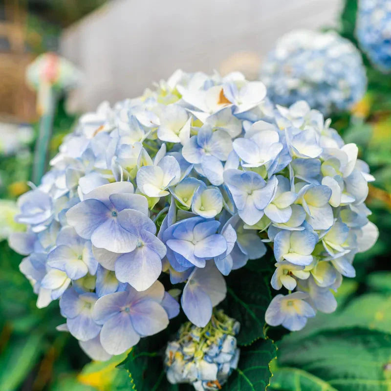 Blue And flower seeds
