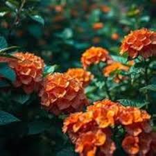 Orange Hydrangea Flowers in Ornamental Garden Border