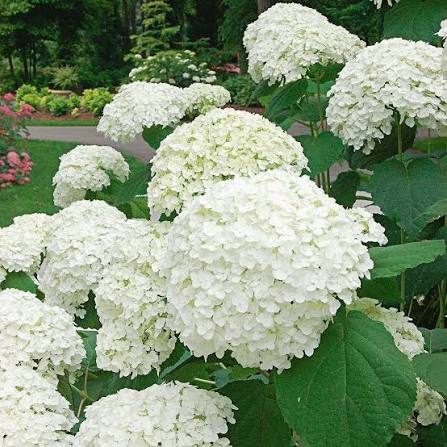 White Green Hydrangea Flower Seeds
