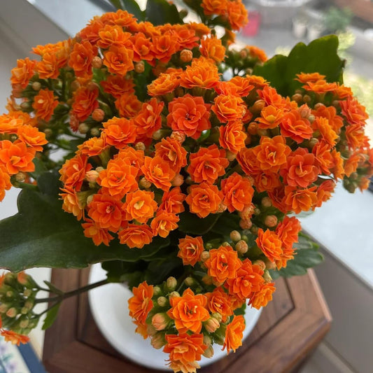 Orange Hydrangea Flower Seeds for Planting
