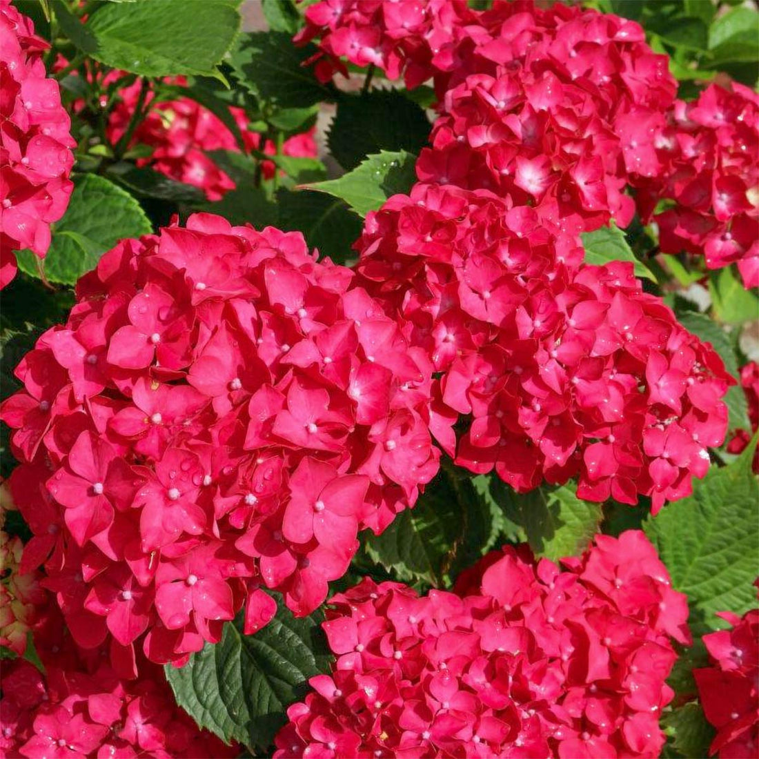 Red Baron flower seeds