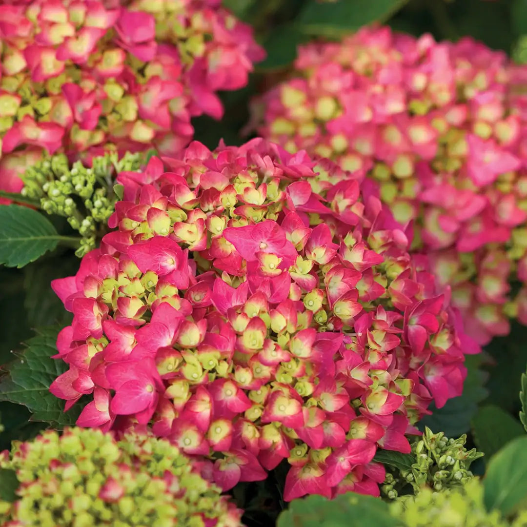 Yellow And flower seeds