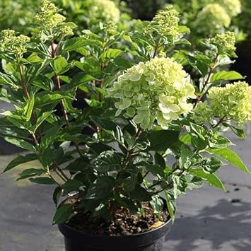 Light Green flower seeds