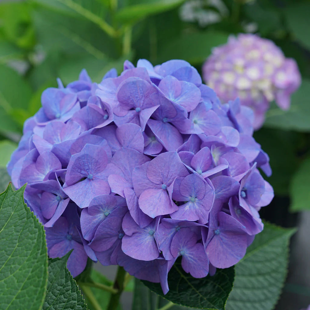 Hydrangea flower seeds