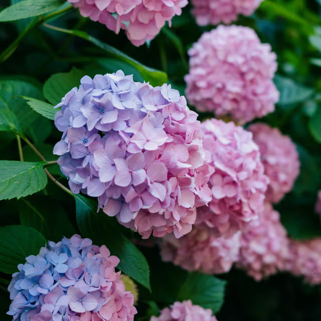 Pink Hydrangea flower seeds