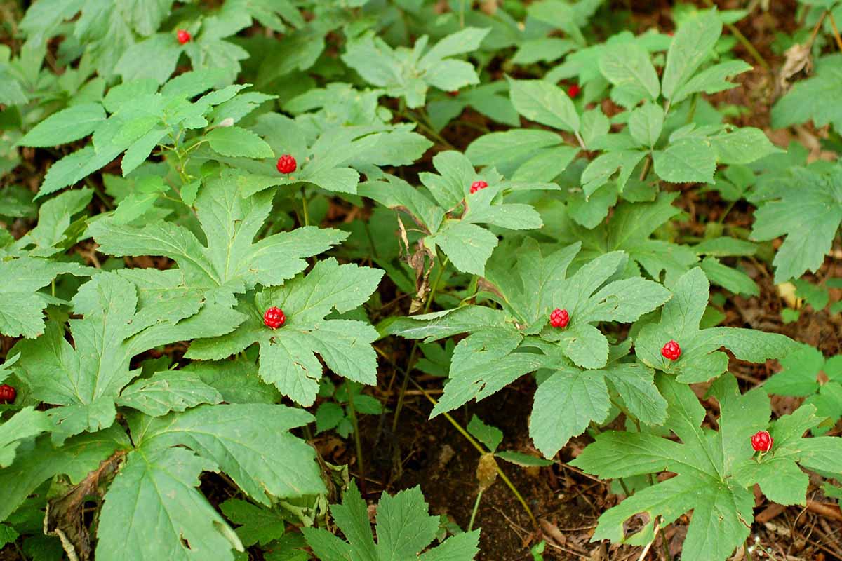 Goldenseal herb plant with lobed green leaves and white spring flowers