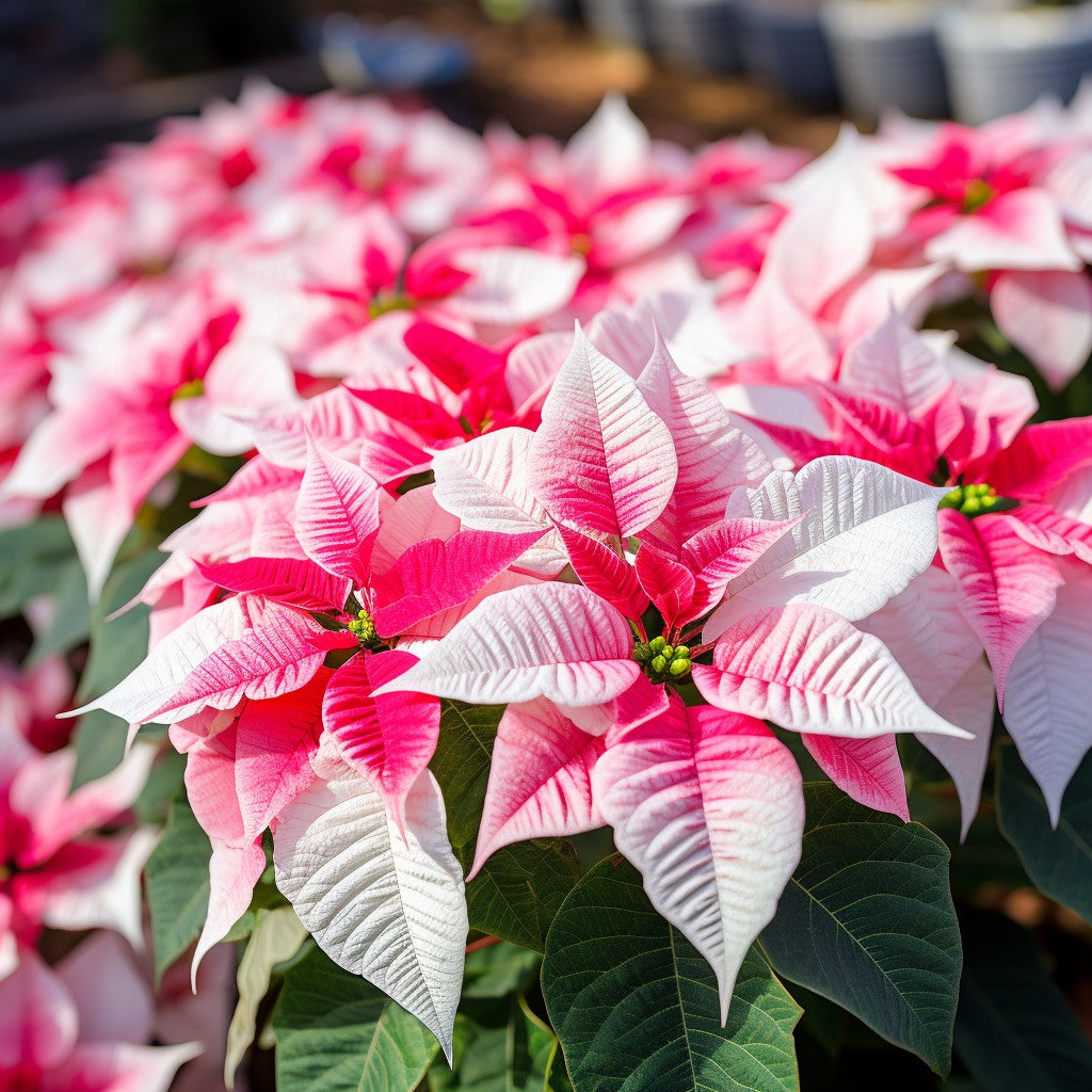 Pink Poinsettia flower seeds