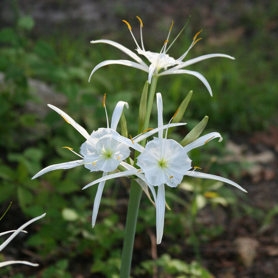 Hymenocallis flower seeds