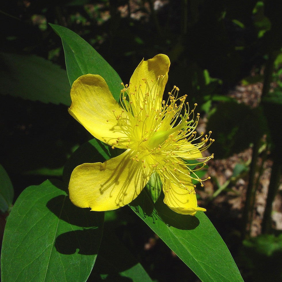 Ascyron Hypericum plant