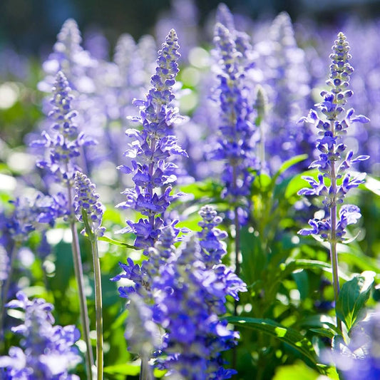 Graines d'hysope True Blue à planter – Semences potagères anciennes sans OGM