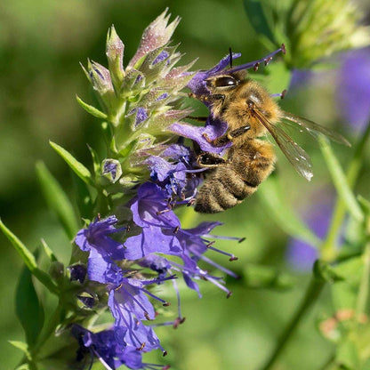 Blue Hyssop Flower Seeds for Planting – Heirloom Pollinator Flower Seeds