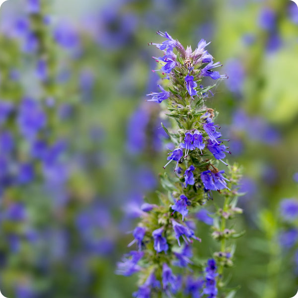 Hyssop Herb Seeds for Planting – Heirloom Non-GMO Garden Seeds
