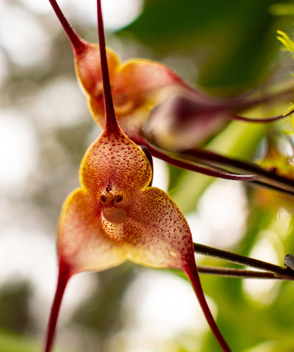 Brown Monkey Orchid Flower Seeds for Planting – Heirloom Non-GMO Garden Seeds
