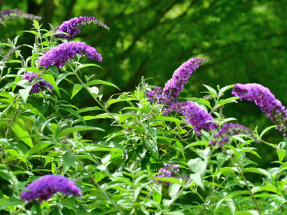 Butterfly Bush flower seeds