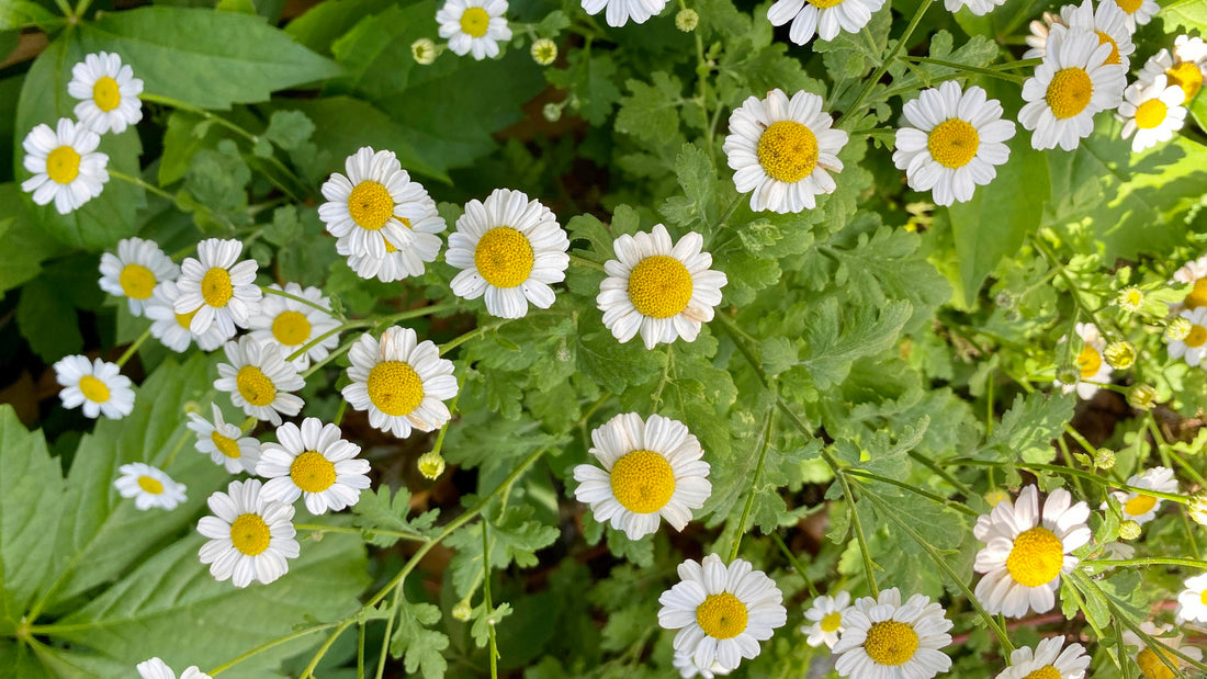 Pyrethrum flower seeds