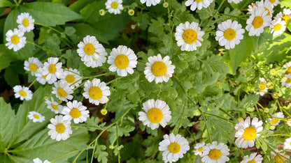 Pyrethrum flower seeds