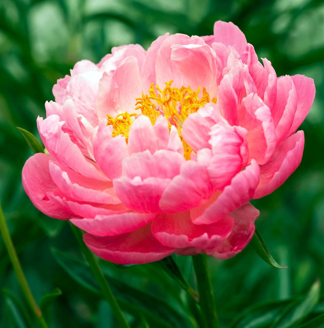 Peony flower seeds
