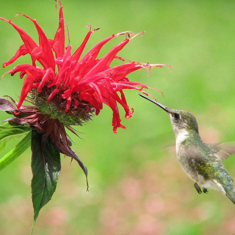 Bee Balm plant