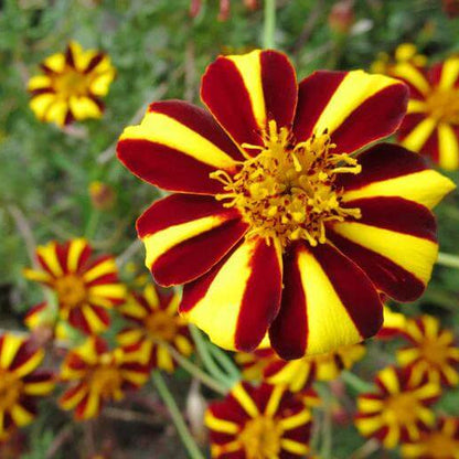 Court Jester Marigold plant