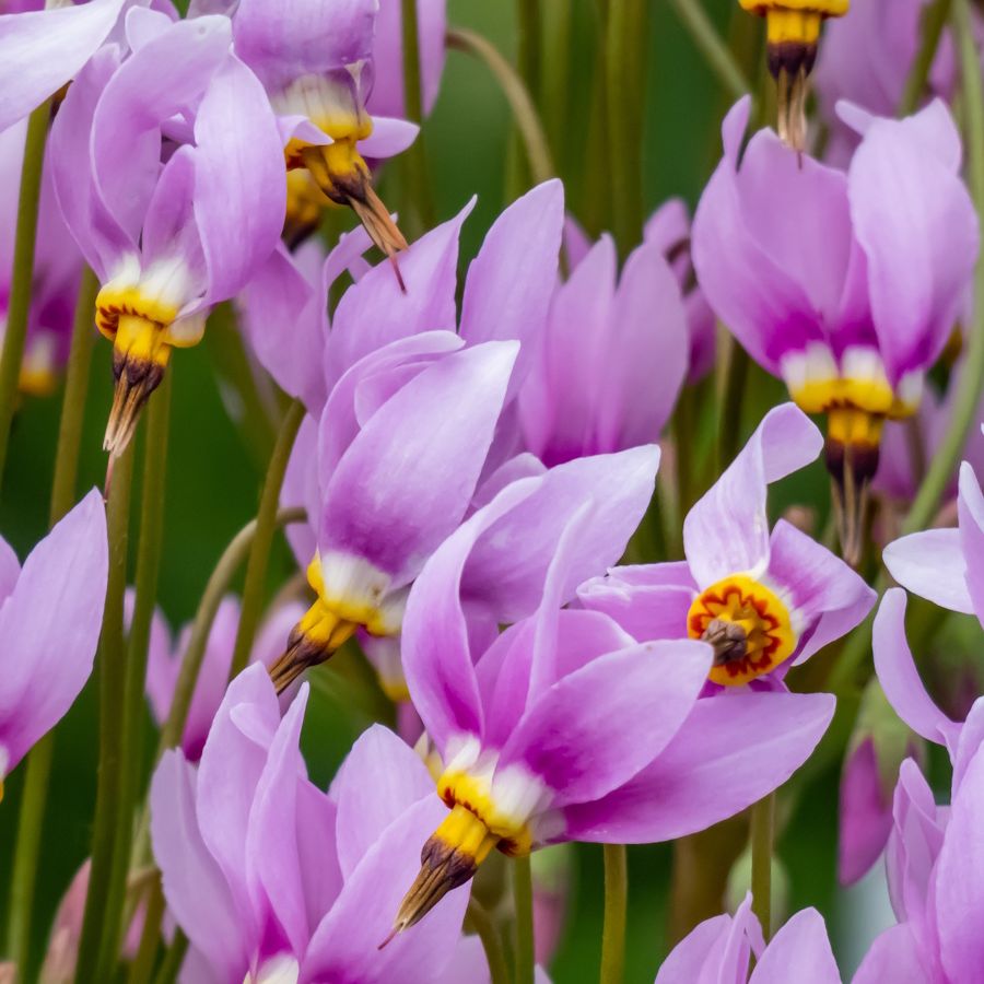 Purple Dodecatheon flower seeds
