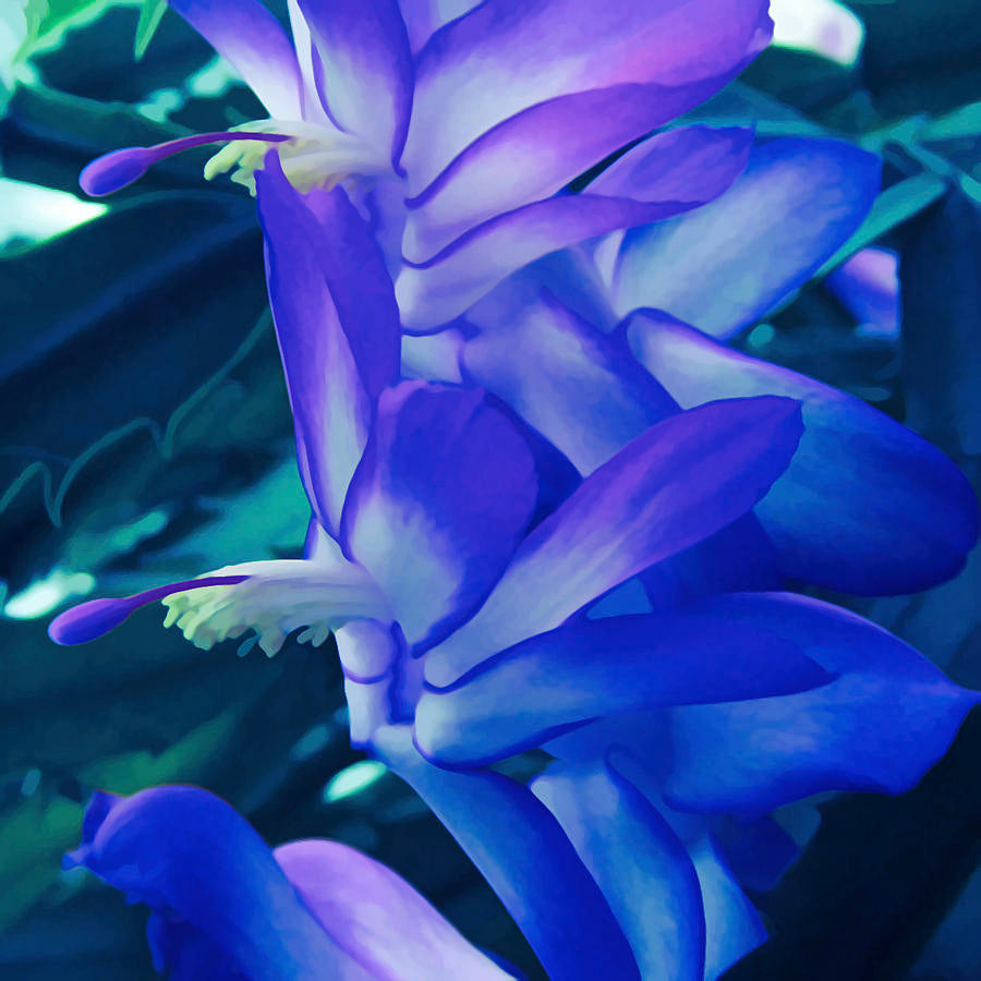 Zygocactus Truncatus flower seeds