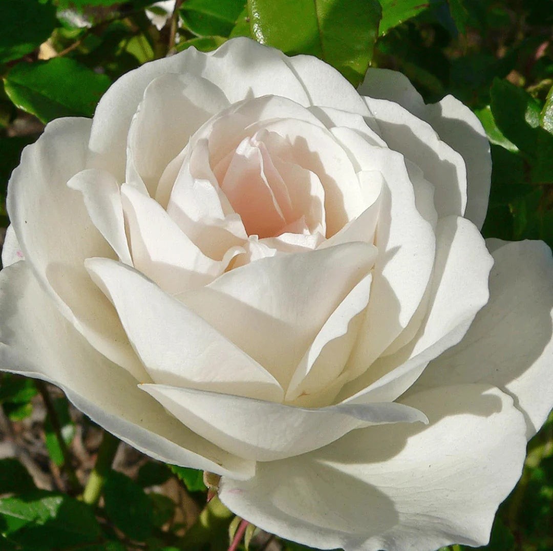 Climbing Iceberg Rose plant