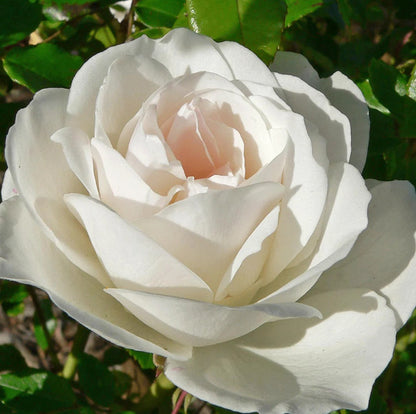 Climbing Iceberg Rose plant