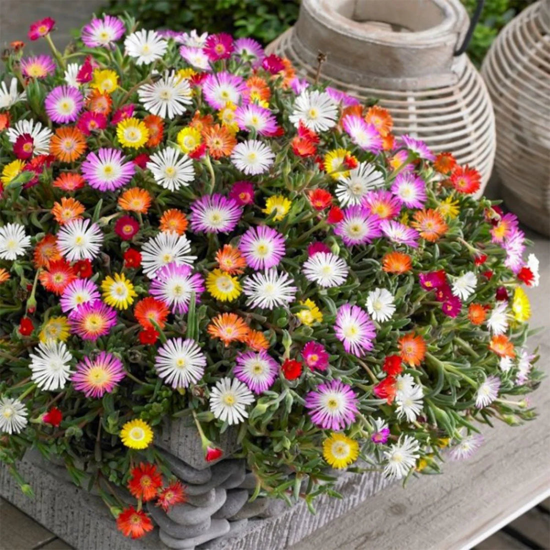 Ice Plant flower seeds