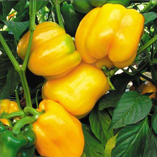Yellow Bell Pepper Seeds