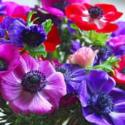 Pulsatilla Mix Anemone plant