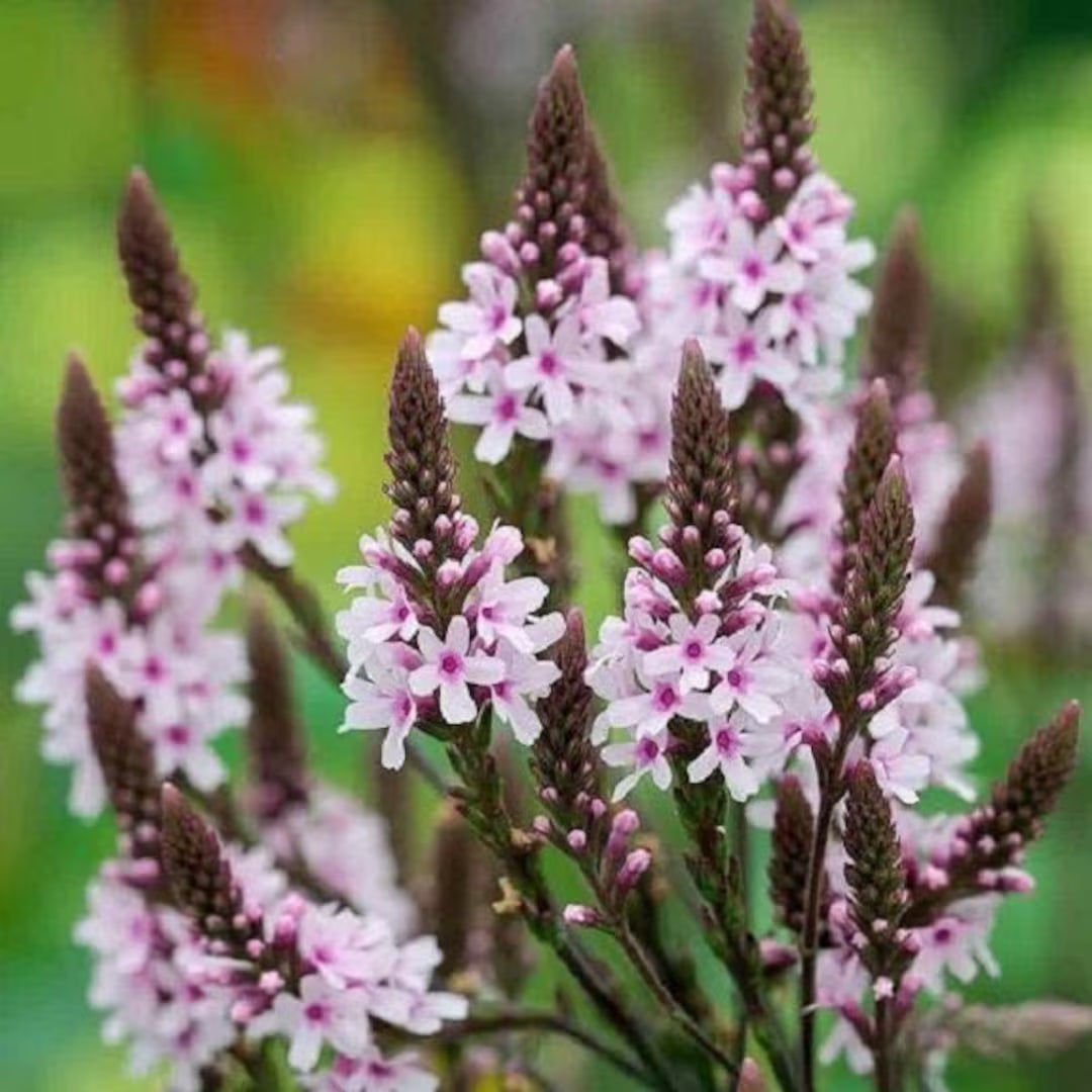 Pink Verbena flower seeds