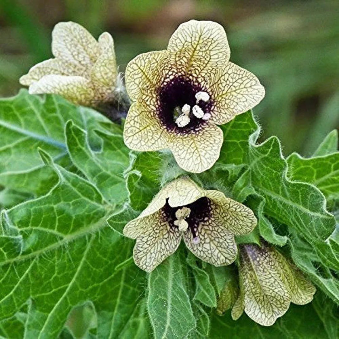 Cream Henbane flower seeds